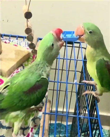 PART 292 JLDI JLDI BTEN👊😂 #PUBGMOBILE#pubgmnextstarprogram#PUBGMS29#shorts#shotsviral#420jiyagaming