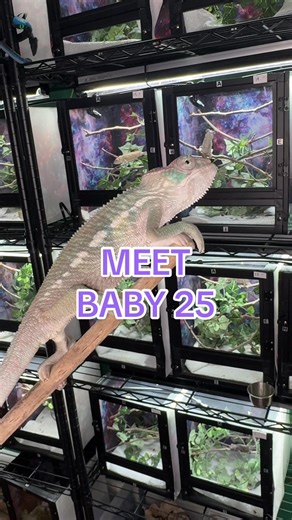 Adorable Baby Panther Chameleon Available for Adoption