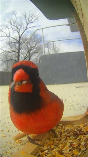 This cardinal's eating technique is mesmerizing #wildlife #birds #satisfying