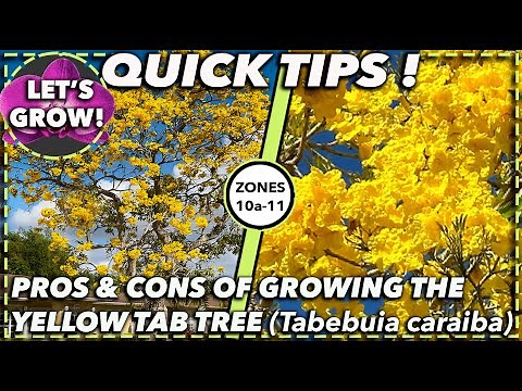 EXPERT ADVICE ON HOW TO BEST GROW AND CARE FOR THE YELLOW TAB: Tabebuia Caraiba