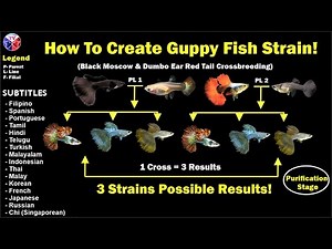 How to Create Guppy Fish Strain - Moscow Black and Dumbo Red Tail Crossbreeding Result