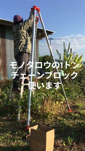 大きくなり過ぎたクヌギ苗を伐根しました