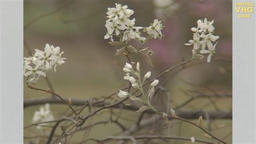 1K views · 21 reactions | This time on Vintage Virginia Home Grown, we look back to 2008, when VanCleve Anderson taught us about the beauty of the serviceberry tree with its stunning white blooms, vibrant red leaves, and rich history. | Virginia Home Grown | Facebook