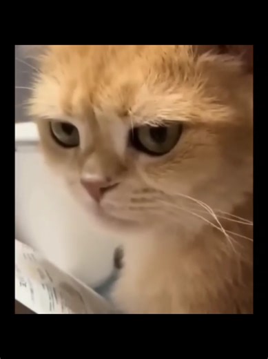 Hilarious Moments with Broken Cats