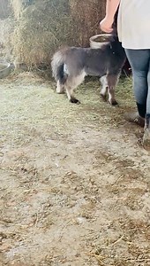 67K views · 4.5K reactions | Percy is walking so much better already ❤️ | Rocking R Ranch and Rescue, Inc. | Facebook