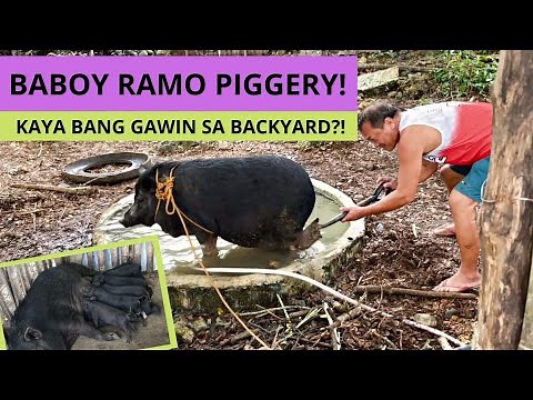 NATIVE PIG FARMING | Kaya Bang Mag Alaga? Watch This! | New Home For Them