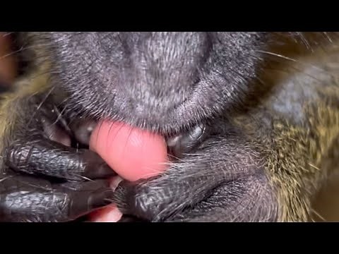 ASMR Monkey Grooming 1hr Sleep Video Primal Vibes Relaxing Oddly Satisfying