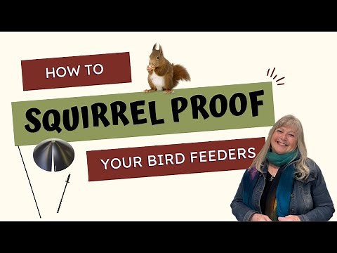 How To Squirrel Proof Your Bird Feeders with A Pole System