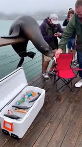 Sea Lion's Bold Cooler Heist Monterey, California — July 22, 2023 A friendly moment between fishermen and a local sea lion took a chaotic turn when the massive marine mammal decided one fish wasn't enough and helped itself to the entire cooler. The viral clip begins with a man offering a small fish to a large sea lion perched on the pier railing. After accepting the snack, the seemingly polite sea lion makes a sudden, decisive move. To the shock of the onlookers, it lunges over the railing and d