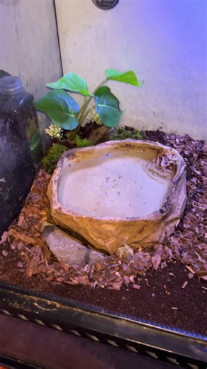 Titan/ Royal Python Fresh setup