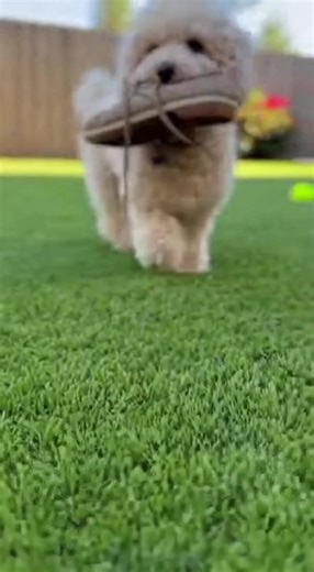 12 reactions | Fetch Confusion #funnydog #funnypoodle #fetch #Poodle Dogtok | Dog Reel Addict | Facebook