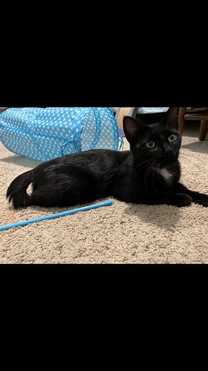 Purr Partners B-eautiful, and just purr-fect. www.purrpartners.org | Purr Partners Feline Rescue