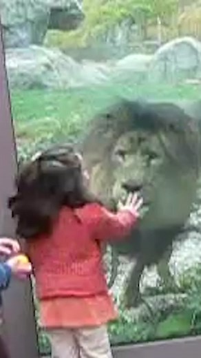 Would you ever want to hug a lion? 🦁#animals#wild#pet#lion