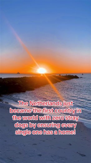 The Netherlands Achieves Zero Stray Dogs: A Triumph for Canines