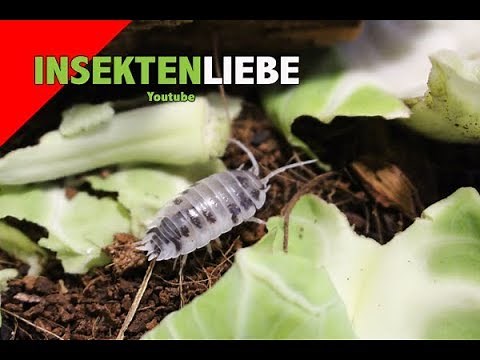 ❌Assel Haltung | Komplettpaket