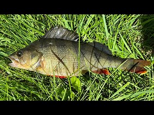 💊 PERFECT perch fishing 💊 Azura Sawada 73ULS evening microjig