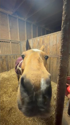 mini barn vlog tdy! #horse #equestrianjourney #asb
