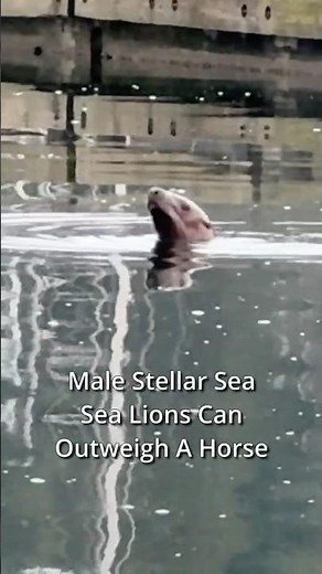 The World's Largest Sea Lion Lives In Alaska