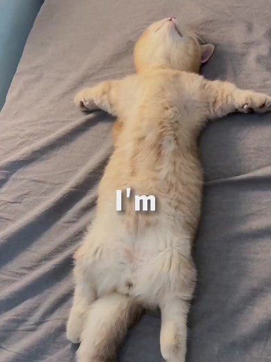 So cute #foryou #cat #catlover #petlover #catsoftiktok #cattoks #catstiktok #foryoupage #petsupplies #cat #cute #sweet #haha #funny #clever #lmao #fypシ#kittensoftiktok #funnyanimalvideos