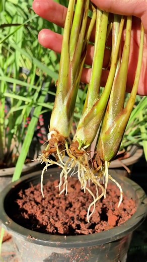 Mẹo trồng sả từ gốc, cây lớn nhanh như thổi ! #meolamvuon #meohay