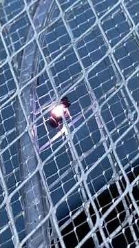 Stunning Footage of a Fly Meeting Its End: The Ultimate High-Voltage Showdown!