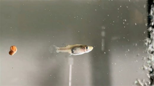 How a tiny fish is taking on mosquitoes in East Bay and making a big difference