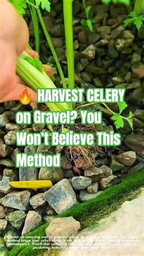 🔥 HARVEST CELERY on Gravel? You Won’t Believe This Method #farmingtips #agriculture #gardeningtips