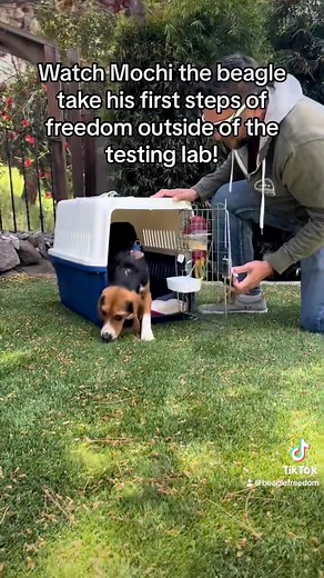 #ThrowbackThursday to when Mochi, a beagle who spent his entire life in a tiny cage being tested on, took his first steps of FREEDOM! 💪 🐶 Mochi lived through unimaginable horrors, and somehow still manages to have the sweetest and most beautiful soul. He is now living it up with the most incredible family. We love you, Mochi. We are so happy for you, and we won’t stop until ALL animals are free from testing! ❤️🐾#throwbackthursday #beaglefreedom #bfp #freethebeagles #endanimaltesting #endanima