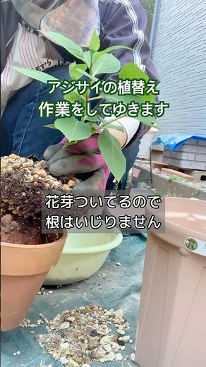 アジサイの植えかえ(鉢増し) #庭 #紫陽花 #植え付け #hydrangea 【四季咲きあじさい霧島の惠】