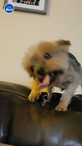 25K views · 177 reactions | How could you resist? 廊 | Daily Mail Video | Facebook