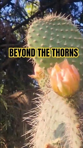 Nagfani's Stunning Bloom 🌵🌼 | Nature's Hidden Beauty | Wonder Book
