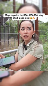 Why Wolf-Dogs Exist: The Danger of Owning Them