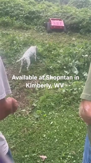 Remote control track mowers available at Shopntan in Kimberly, WV. Lawnmowers for grass, weeds, brush, kudzu, and so on. Tackle the hillside with ease! #trend #mower #westvirginia #lawnmower #smallbusiness