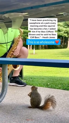 Squirrels Only on Instagram: "Being serenaded with a joyful tune on the saxophone while enjoying a nut, gotta love it 🙌 Remixed with @saxophonemfz If anyone has the @ for the musician please share it! 😇"