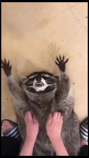 Raccoon | Raccoon