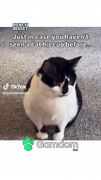 Understanding Cat Hiccups and Their Causes