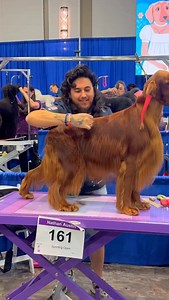 Some more Irish setter eye candy | Nathan Austin