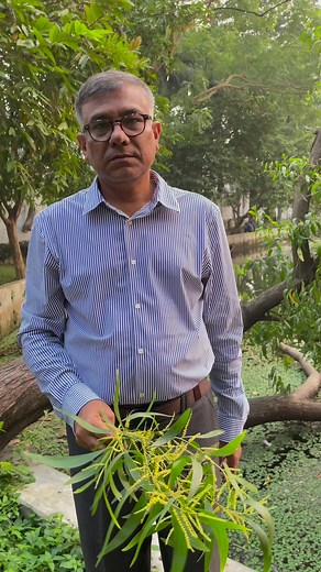 আকাশমনি। #Acacia_auriculiformis #aakashmani #Fabaceae #একাশিয়া #পরাগরেণু #পোলেন #pollen #brikkhobondhu #mdazharulislamkhan #inflorescence | Md Azharul Islam Khan