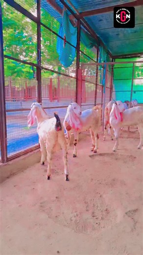 #goat #hyderabadi #sunset #yogateacher | Azharuddin Khan Nimbol