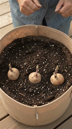 The Fastest Way to Grow Potatoes from Scratch #potatofast #gardening