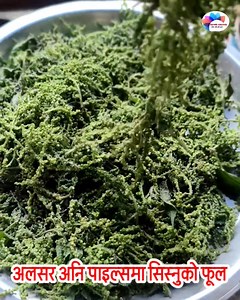 अनेक रोगको शत्रु साथै युरोप अनि अमेरिकामा महंगो दाममा बिक्रि हुने सिस्नुको फूल। | Hamro channel