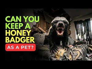 Can a Honey Badger Be Domesticated?