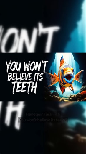 Harlequin Tusk Fish: Teeth That Keep Growing!