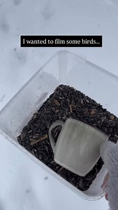 152K views · 36K reactions | Filming red squirrels in the snow 凉❄️️ Active right the way through the winter months red squirrels are always a joy to film! Such little characters! Hope you like these! Thank you everyone ❤️ #wildlife #wildlifephotography #photography #cuteanimals #winter #snow #squirrel #winterwonderland | Hannah Stitfall | Facebook