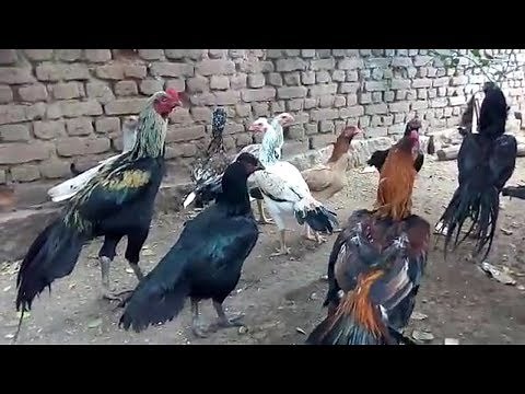 Big Rooster Breeds || Aseel or Asil Chicken & Roosters