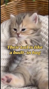 Your Cat Wraps Its Tail Around You: Here is Why #cat