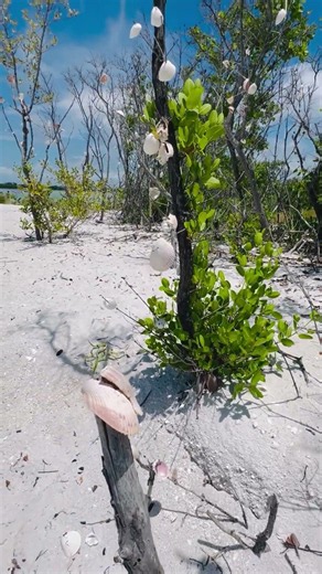 Wishes at Shell Key Island