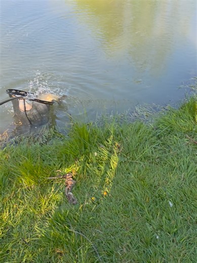 Good fight.... #carp #float #fishing #carpfishing #fishinglife