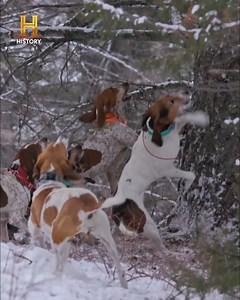 1M views · 41K reactions | A Jake le han herido a uno de sus perros y por eso debe ir rápido al veterinario para ver si la herida no es grave. #HombresDeMontaña | HISTORY | Facebook