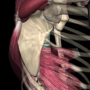 Observe the intricate interplay between over 600 muscles and gain valuable insights into their function during Strength Training. Indulge in a comprehensive, layer-by-layer microscopic view now! | Muscle & Motion